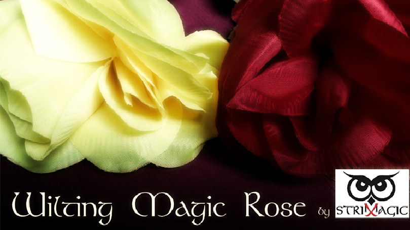 Wilting Rose by Strixmagic - Trick