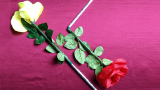 Wilting Rose by Strixmagic - Trick